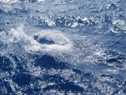 Jarrett Bay 53